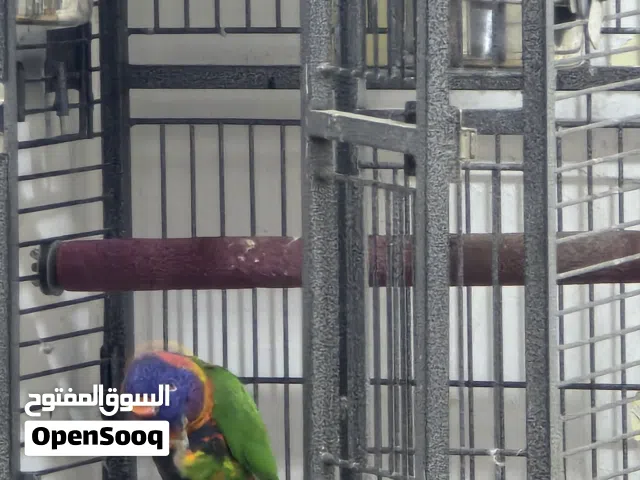 ببغاء لوري عمر 4 أشهر متكلم أليف يصعد على ايد