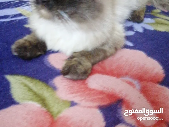 قط هملايا للتبني مجانا