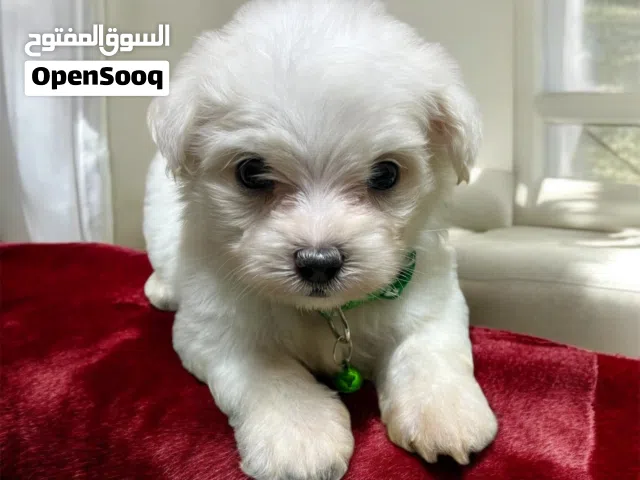 ولد هافانيز Havanese ميني عنده 48 يوم
