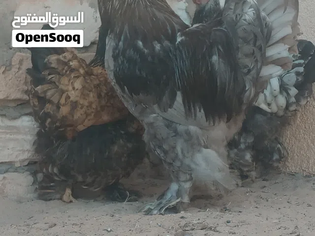 براهما عملاق