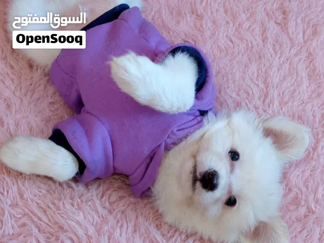 جرو بمورينيان أصلي 50 يوم - أبيض نادر و فرو كثيف