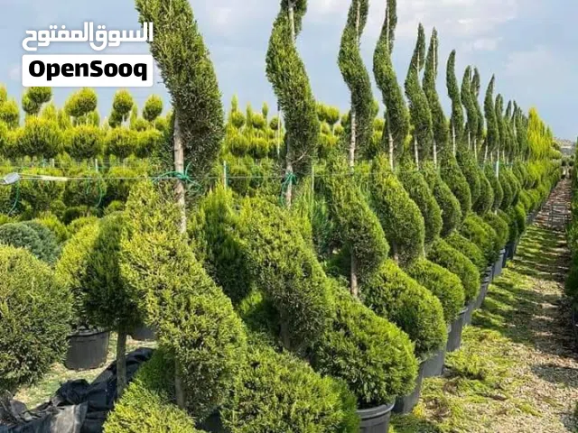 سرو عامودي و جولد ستار و لايلندي و زنزلخت شماسي و سيكس نخل ملوكي