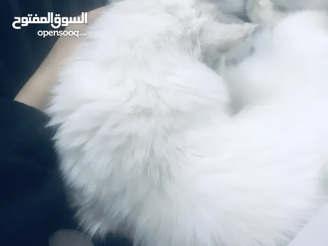 قطتين للبيع هملايا