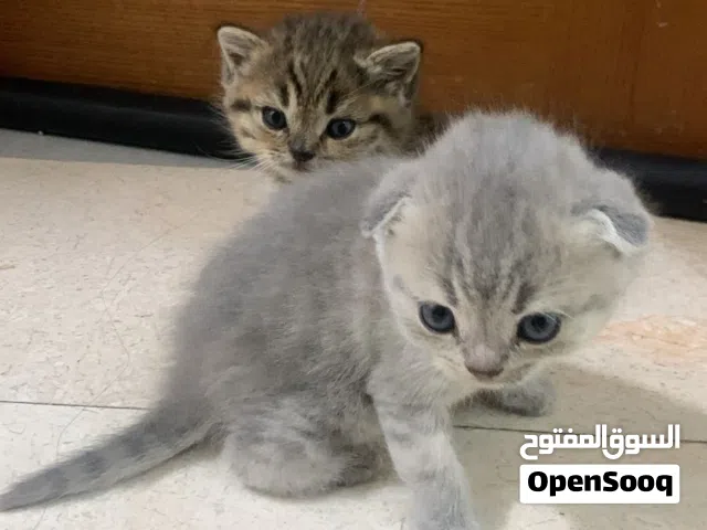 scotch fold short hair ققط ذكر سكوتش فولد رصاصي