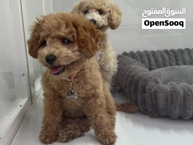 : ذكر  وانتثى توي بودل عمره 3 أشهر  male  3 month Toy Poodle Puppy for Sale