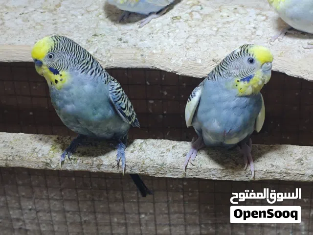 زوج طيور الحب أنثى شكري برصاصي وفحل نورمال رصاصي كولدن فيس منتجات