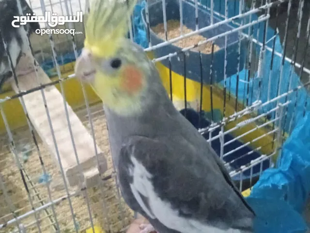اعصافير حب