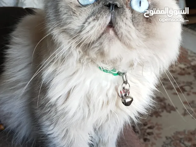 قطط راغدول بيور