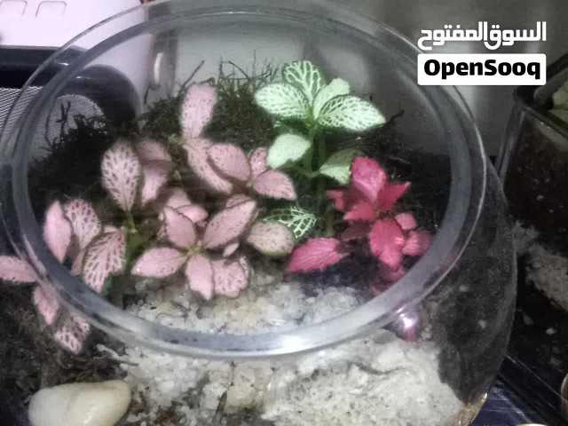 terrarium