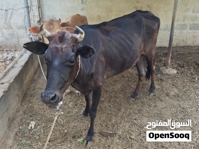 بقره عشار للبيع
