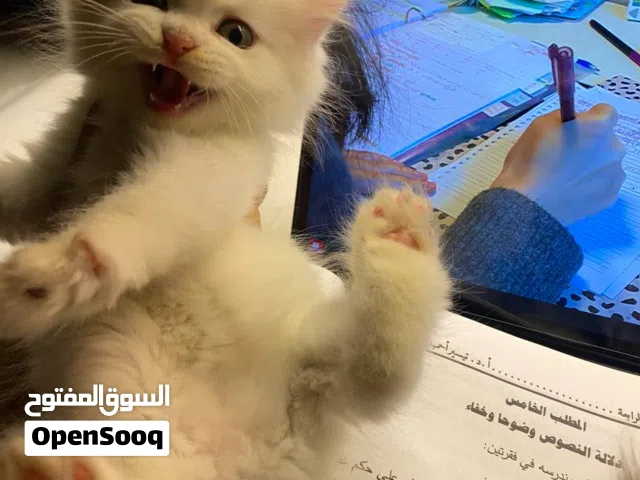 للبيع العمر شهرين
