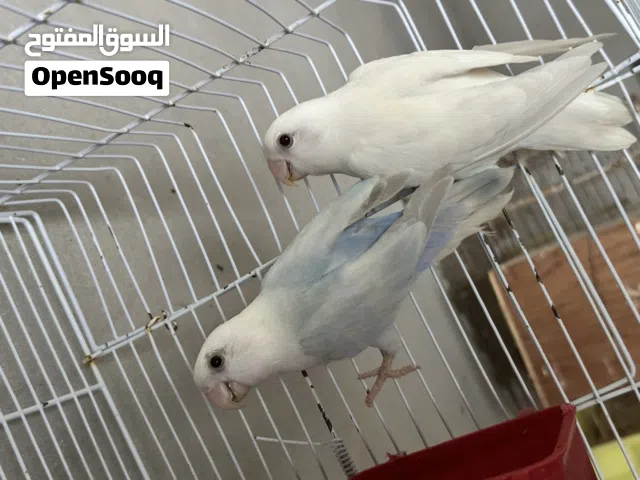 كوبيه مصوقره