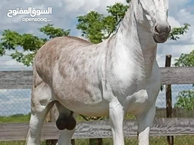 مطلوب حماره نظيفه وقطعه عاليه بسعر مناسب لغايه 120 دينار 077732093