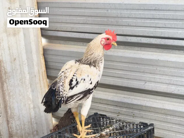 للبيع دجاج عرب