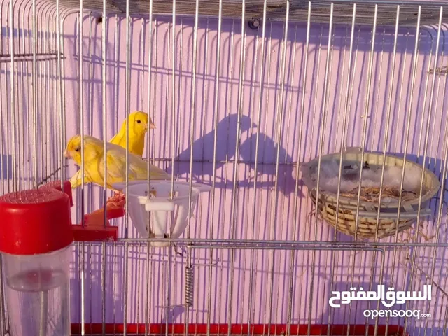 عصافير كنار وحب