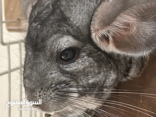 شنشيلا ذكرين chinchilla