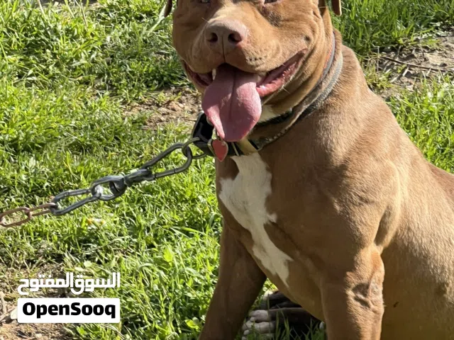 Pitbull male red nose