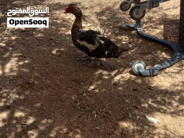 بسم الله ماشاء الله