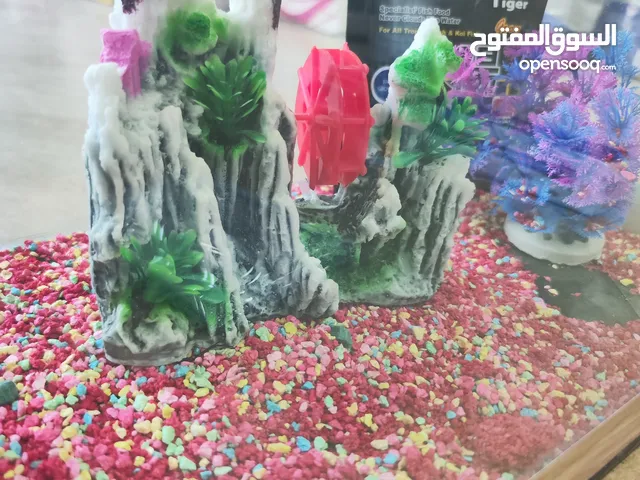 حوض سمك مجهز بالكامل اقرا الوصف كويس وشوف الريلز