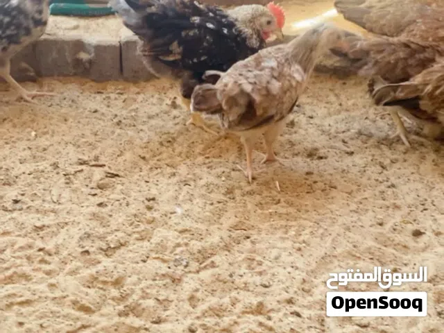 متاح دندراويات8+2