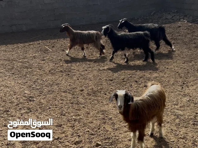 معز جبل السعيديات للبيع