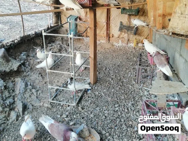 حمام مكس مصري ومدينة للبيع