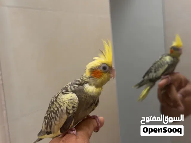 كوكتيل و روز للبيع