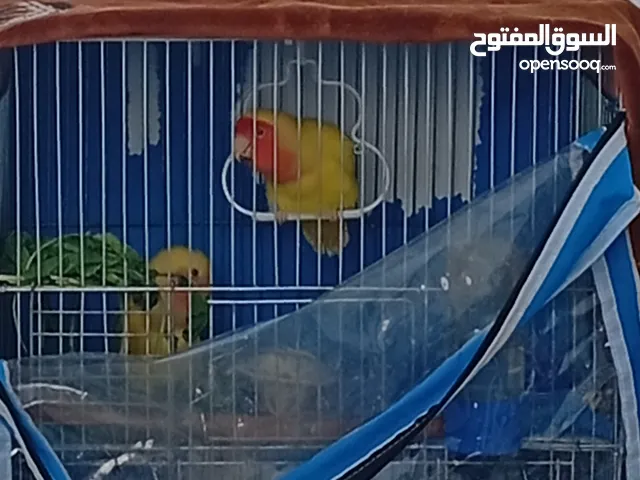 جوز روز اصفر عين حمرا تحتهم فرخين