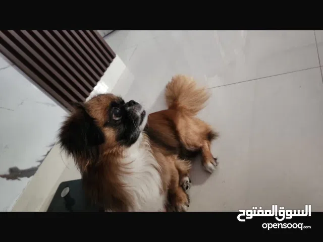 كلب بكنيز البيع