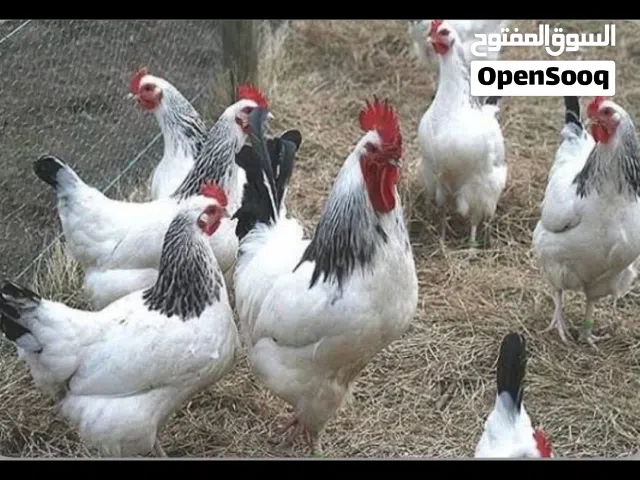 للبيع ديوك سايكس انجليزي جامبو.