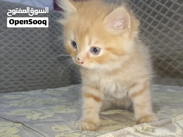 قطط هملايا للبيع