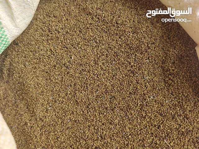 بذر قت عماني مضموني