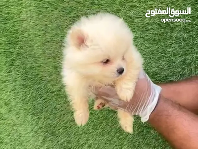 Pomarenian mini tecup