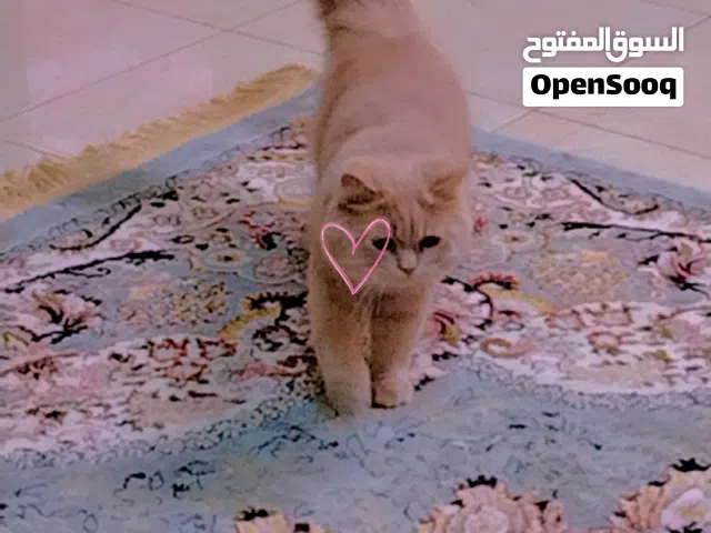 قط ذكر شيرازي