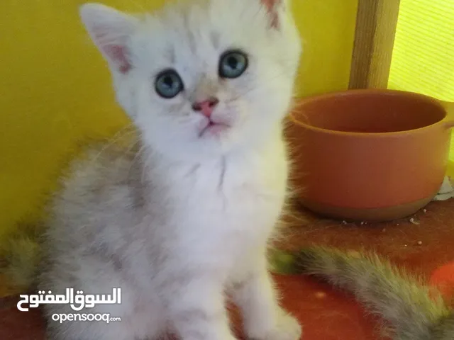 قطط بريتش بيور ذكور  نوعهم بلاك سلفر شايدد