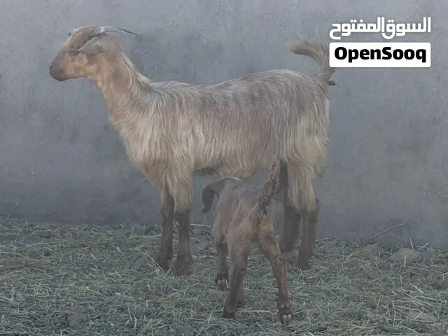 شاه بكر تحتها جدي