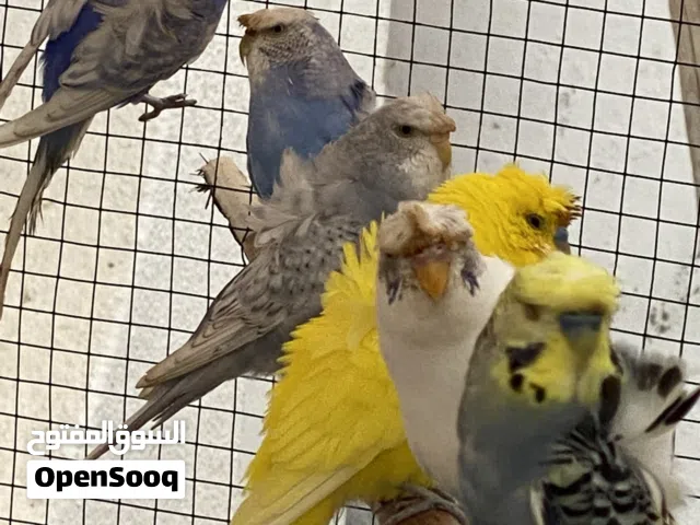 البيع بادجي هوجو جاهزين