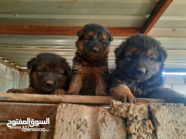جيرمن العمر 50 يوم