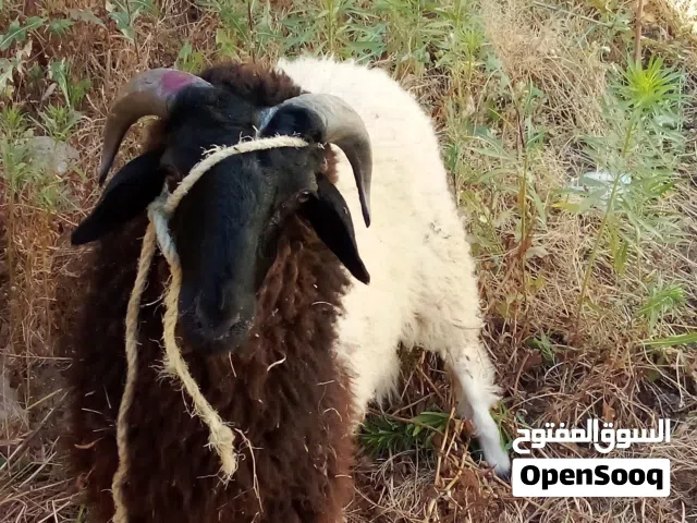سلام عليكم يوجد خروف ربي يبارك عمر 7شهور نضيف خالي من العيوب المكان عين زاره