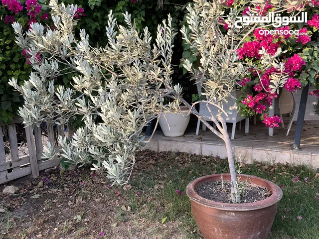 Large Olive tree with clay pot