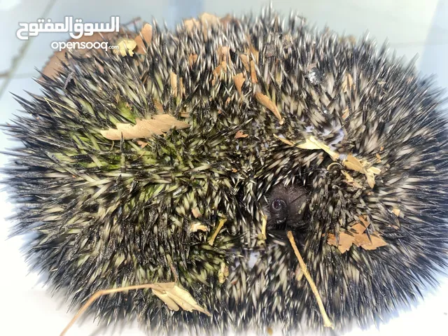قنفذ للبيع