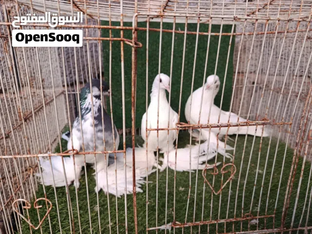تلاته دكورة هزازات