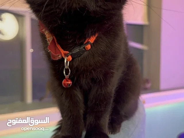 Domestic SH قطه    مع جوازها و مطعمه كل التطعيمات و ابره الفطريات و ماخذه حبه الديدان و مع لتر بوكس