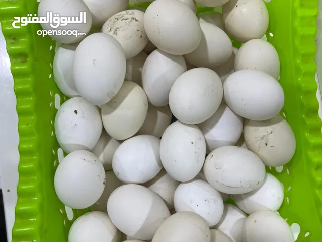 بيض برانكز أقره الوصف