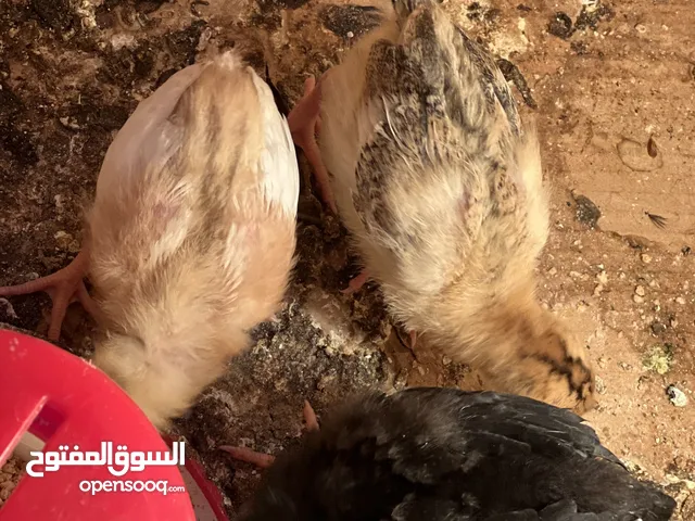 متاح كتاكيت عرب للبيع اقرا الوصف