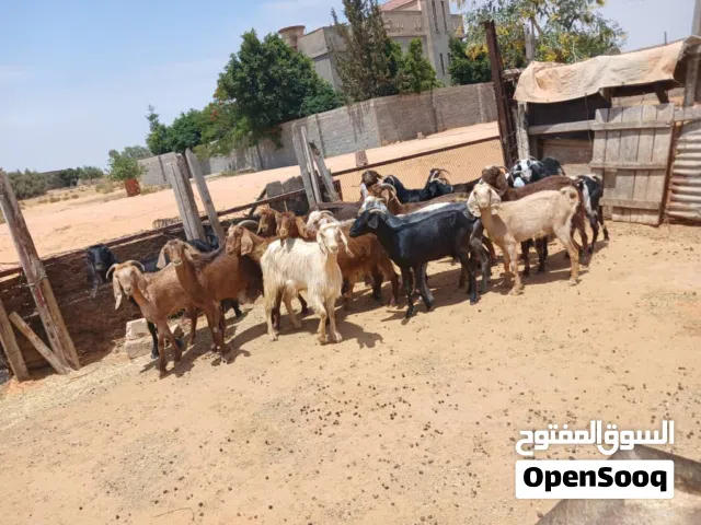 20 عنز للبيع ربي يبارك