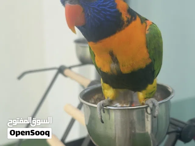 للبيع لوري