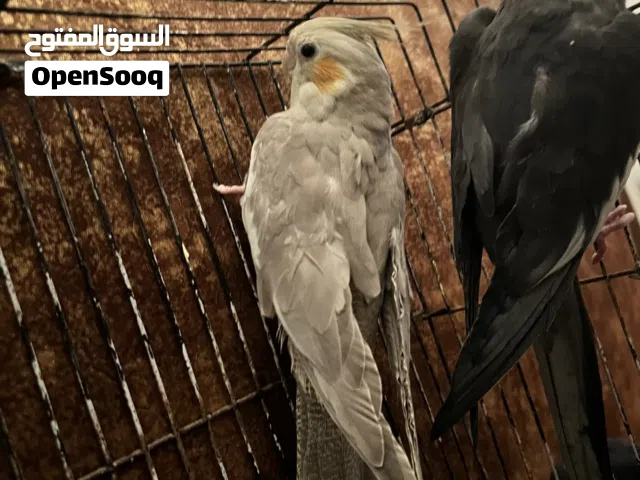 كوبيه كوكتيل للبيع