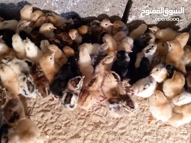 كتكوت عربي مخلط عمر 3ايام