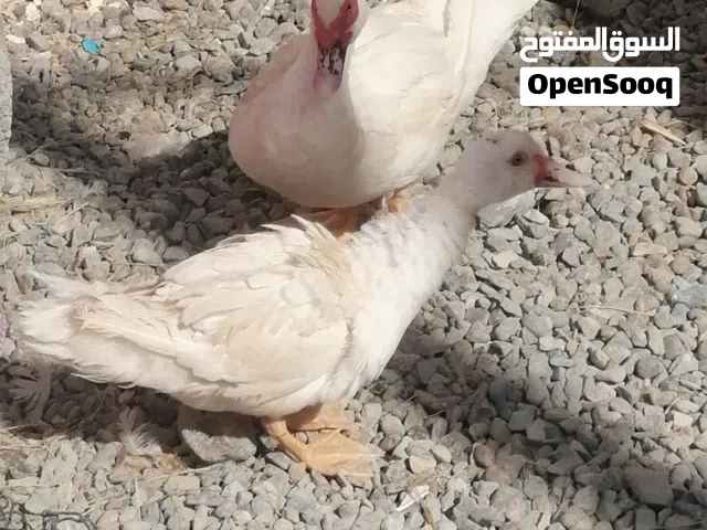 بط 2 ذكر و أنثى